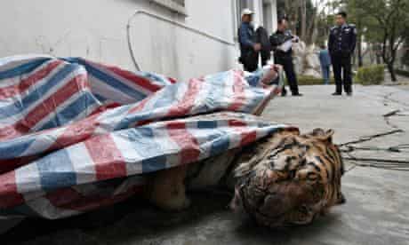 dead tiger is found during a police action in Wenzhou, China