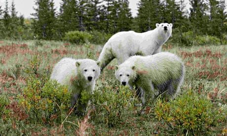 More than 1,000 species have been moved due to human impact | Wildlife |  The Guardian