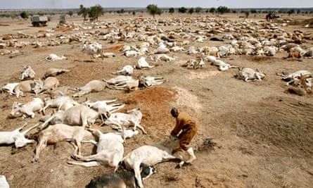 Climate change impact on agriculture : drought in Kenya starves cows to death