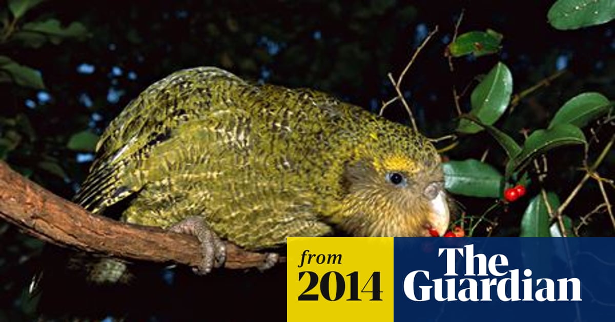 What Birds Endangered Species: Top Threatened Birds You Must Know