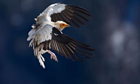 Scientists name world's 100 most unusual and endangered birds | Birds