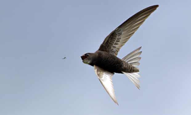 Swift catching a bug in flight
