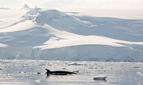 Minke Whales (Balaenoptera acutorostrata) feeding in the Gerlache Strait in Antarctica