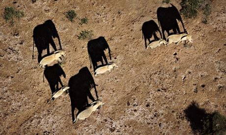 KWS monitoring elephants with drones in Kenya : Elephants casting shadows Amboseli National Park 