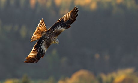 Country Diary : Red Kite soaring in the sun