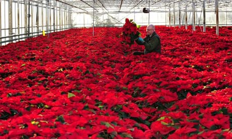 A plant health and seeds Inspector for FERA checks poinsettia plants in nursery