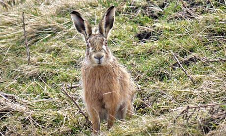Country Diary : hare on Chapel Fell, Weardale