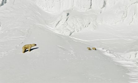 Doug Allan : Polar bear with two cubs in snow on Kong's Karl Land