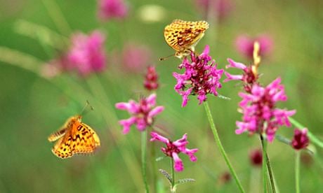 High Brown Fritillary Butterflies- Argynnis adippe