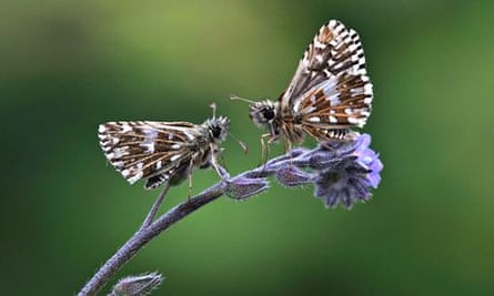 Two grizzled skipper butterflies