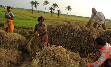 MDG : Indian farmers adopting a System of Rice Intensification (SRI)