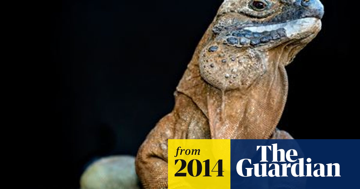 Iguana Slots Free Iguana Slots Free