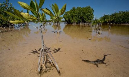 American crocodile among mangroves in a lagoon in Portland Bight Protected Area, Jamaica