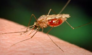 MDG : Malaria in Venezuela : An Anopheles funestus mosquito