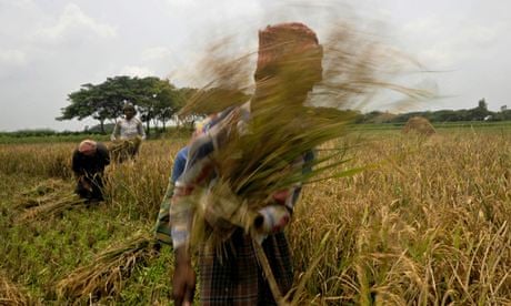 Bangladeshi farmers harvest rice in a field on the outskirts of Dhaka , Bangladesh