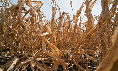 Drought affects corn production in USA