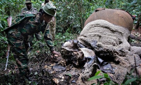 Poaching elephant number down in 2013 : two elephants killed by poachers in Kenya