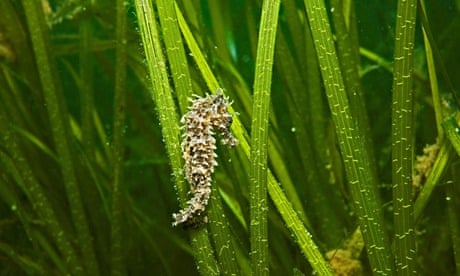 Marine Conservation Zone : A small spiny seahorse 