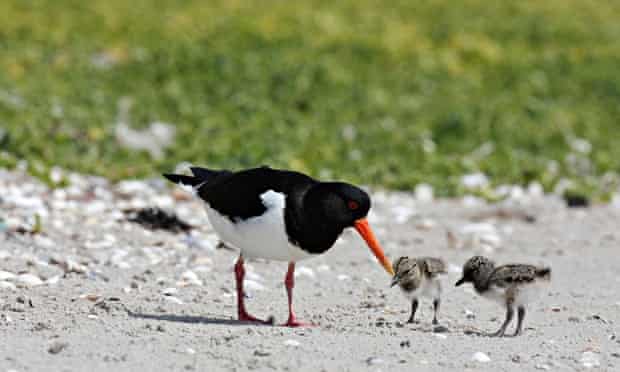 Country Diary Archive : Oystercatcher (Haematopus ostralegus), with chicks, on beach