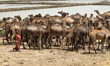 Sex Raj Girl Animal Movi In - Gujarati women excel as breeders of camels and buffaloes | Global  development | The Guardian