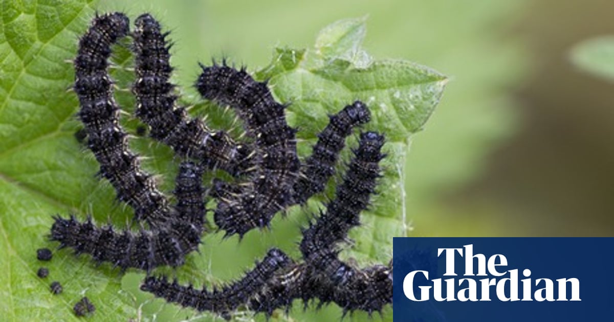 Country Diary Claxton Norfolk These Are Luxuriant Creatures Country Diary Claxton Norfolk These Are Luxuriant Creatures