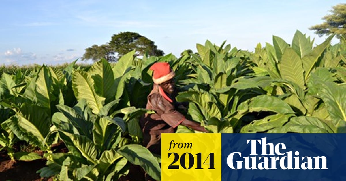 illegal tobacco news ABS estimates 80pc of tobacco consumed in Australia last year illegal amid 'rapid growth' in black market