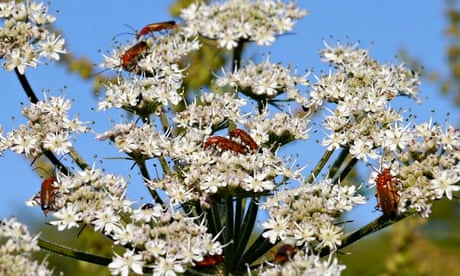 Country Diary : Soldier beetles on hogweed flowers
