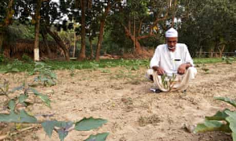 Bt brinjal ( GM aubergine ) farmer in Gazipur, Bangladesh