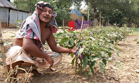 Bt Brinjal ( GM aubergines) in Gazipur, Bangladesh