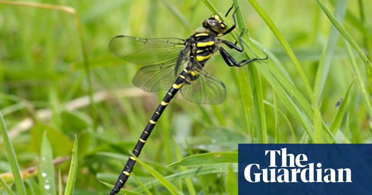 Country Diary Burbage South Yorkshire There Are Aliens Among Us Environment The Guardian