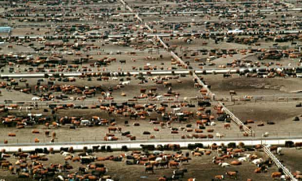 Aerial view of World s largest cattle feedlot