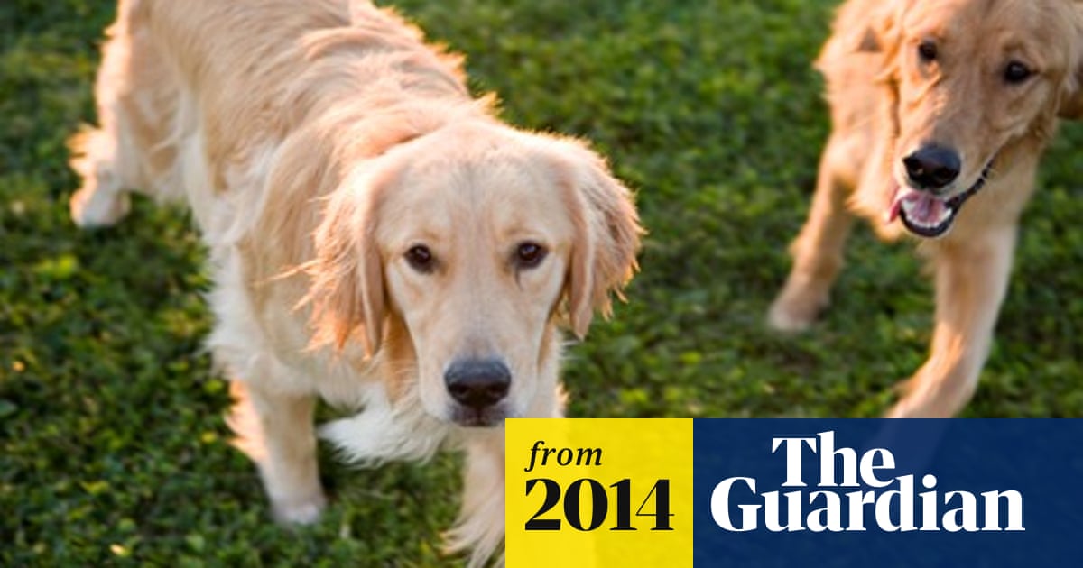 Dogs Feel Jealous Of Rival Pets Study Finds Animal Behaviour The Guardian Dogs Feel Jealous Of Rival Pets Study Finds Animal Behaviour The Guardian