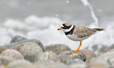 Ringed plover on a pebble beach, Isle of Barra