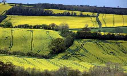 MDG : Rapeseed blooms in a field close to the village of Priston