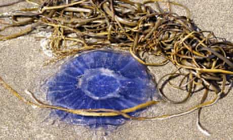 Jellyfish On The Beach Marine Life The Guardian Jellyfish On The Beach Marine Life The Guardian