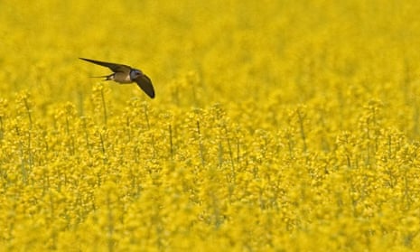 Barn Swallow  adult, in flight, hunting over flowering Oilseed Rape (
