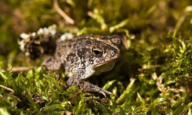 The oak toad, Anaxyrus quercicus native to coastal southeastern United States.