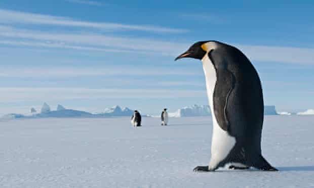 Emperor Penguin walking on ice in Prydz Bay, eastern Antarctica