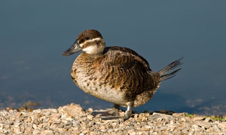 Diving ducks in distress may need our help this winter