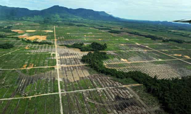 MDG : Logging and Deforestation in Borneo, Indonesia : Sinar Mas plantation