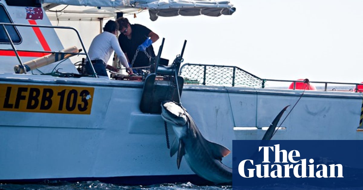 catamaran shark attack australia