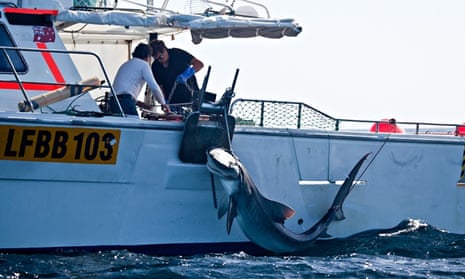 Shark cull in Western Australia : tiger shark being caught