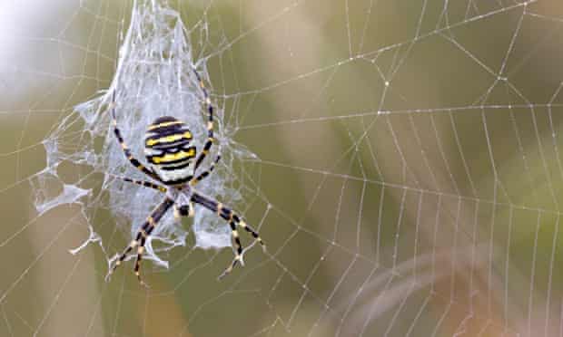 UK Spider in da House app : Wasp Spider on web in Cornwall