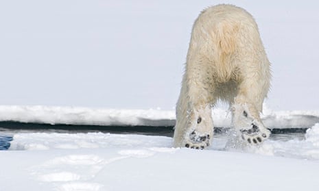 Collecting Polar Bear DNA from tracks on snow