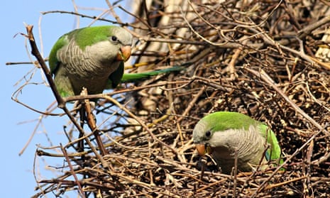 A feral population of Monk Parakeet, also known as the Quaker Parrot, (Myiopsitta monachus)