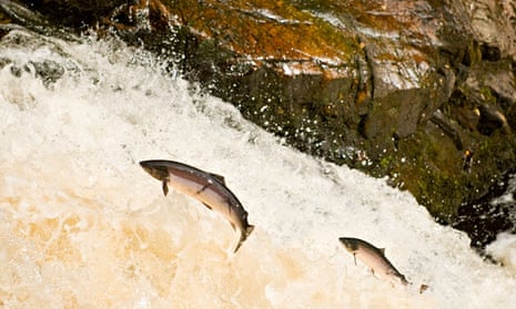 Salmon Leaping at Falls of Shin, Scotland