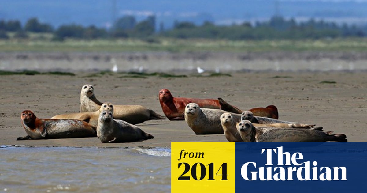 Seal Population On The Rise In Thames Estuary Environment The