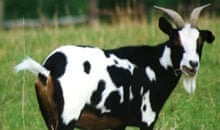 myotonic goat: black and white, with horns