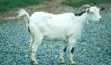 myotonic goat: whitetail