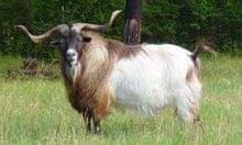 myotonic goat: horns